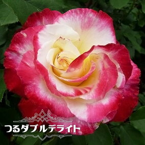楽天市場 花の苗物 種類 植物 バラ 人気ランキング1位 売れ筋商品 楽天市場 花の苗物 種類 植物 バラ 人気ランキング1位 売れ筋商品
